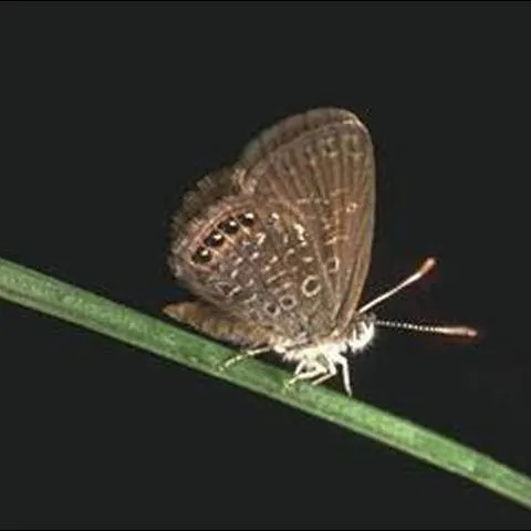 thumbnail for publication: Eastern Pigmy Blue, Brephidium isophthalma pseudofoea (Morrison) (Insecta: Lepidoptera: Lycaenidae)